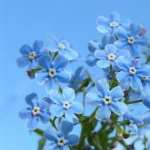 Forget-Me-Not pics