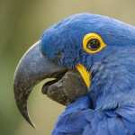 Hyacinth Macaw high quality wallpapers