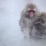 Japanese Macaque wallpapers hd