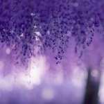 Lilac image