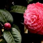 Camellia hd photos