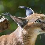 Caracal free wallpapers
