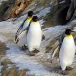 Emperor Penguin images