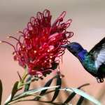 Hummingbird download