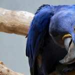 Hyacinth Macaw desktop