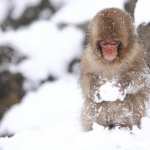 Japanese Macaque images
