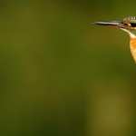 Kingfisher PC wallpapers