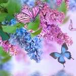 Lilac free