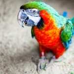 Macaw hd pics