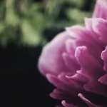 Peony high quality wallpapers