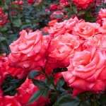 Rose Bush wallpapers for android