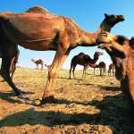 Camel images