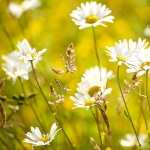 Camomile wallpapers