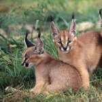 Caracal wallpapers for android