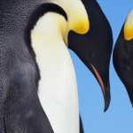Emperor Penguin desktop wallpaper