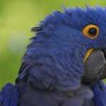 Hyacinth Macaw 2017