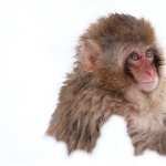 Japanese Macaque desktop wallpaper