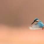 Kingfisher free wallpapers