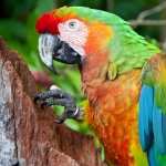 Macaw high definition photo