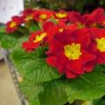 Primula free wallpapers
