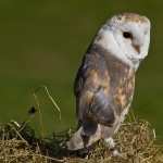 Barn Owl hd