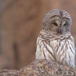 Barred Owl hd