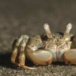 Crab desktop wallpaper