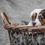 Jack Russell Terrier background
