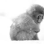 Japanese Macaque full hd