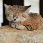 Sand Cat high quality wallpapers