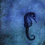 Seahorse images