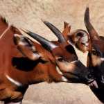 Antelope hd photos
