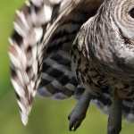 Barred Owl free