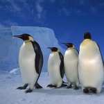 Emperor Penguin free