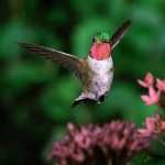 Hummingbird wallpapers for android