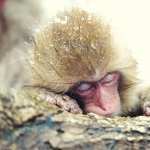 Japanese Macaque pics
