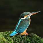 Kingfisher new photos