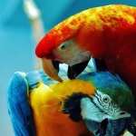 Macaw desktop wallpaper