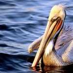Pelican desktop