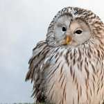 Barred Owl 1080p