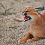 Caracal high quality wallpapers