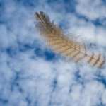 Feather Photography free download
