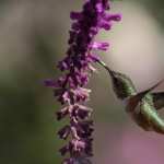 Hummingbird photos