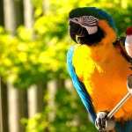 Macaw hd