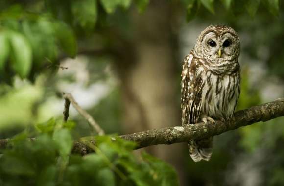 Barred Owl wallpapers hd quality