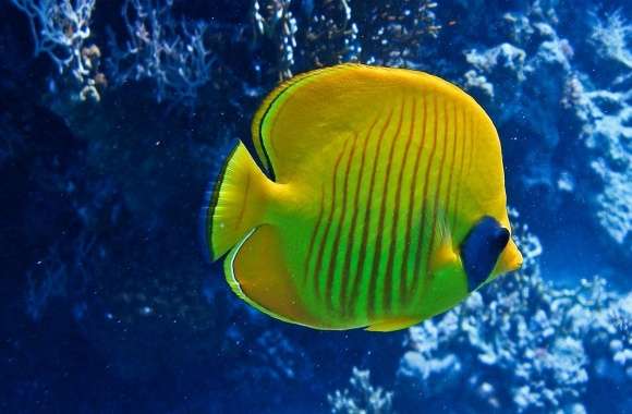 Butterflyfish wallpapers hd quality