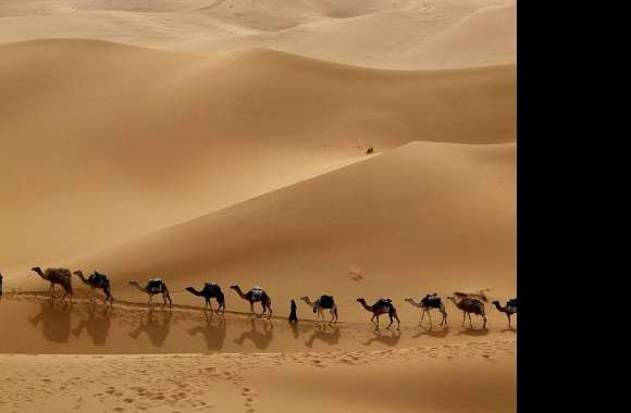 Camel wallpapers hd quality
