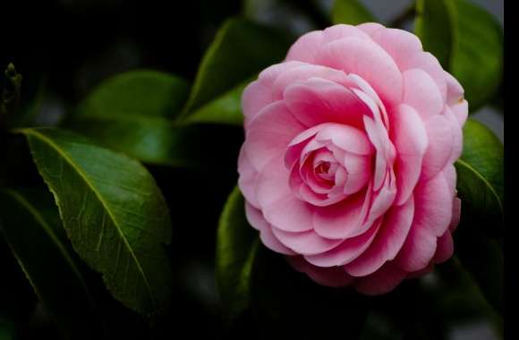 Camellia wallpapers hd quality
