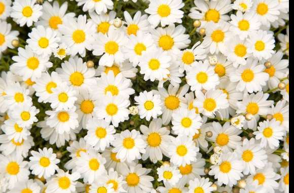 Camomile wallpapers hd quality