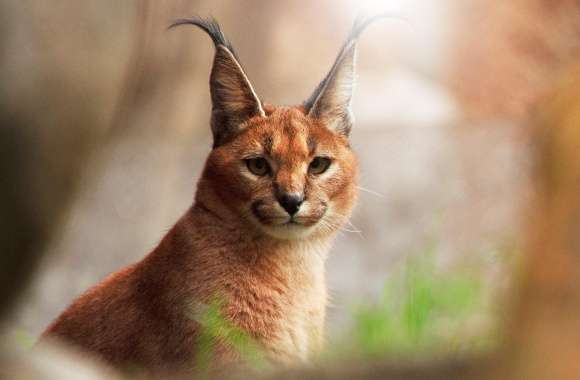 Caracal wallpapers hd quality